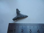 Скам'янілий зуб акули., фото №2