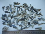 Скам'янілі зуби акул.60 млн років.130шт., фото №2
