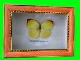 Коллекция бабочек в рамках 10шт под стеклом., фото №4