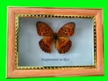 Коллекция бабочек в рамках 10шт под стеклом., фото №6