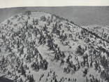 К 4.7.Дореволюционная фототипия 1906 г Хвойный лес на вершинах гор, фото №4