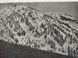 К 4.7.Дореволюционная фототипия 1906 г Хвойный лес на вершинах гор, фото №5