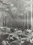К 4.7.Дореволюционная фототипия 1906 г Лесной вид на Гарце, фото №4