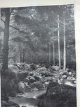 К 4.7.Дореволюционная фототипия 1906 г Лесной вид на Гарце, фото №5