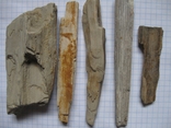 Фрагменти скам'янілого дерева ( 5 шт. ), фото №2
