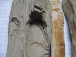 Фрагменти скам'янілого дерева ( 5 шт. ), фото №3
