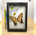 Колекція метеликівKolekcja motyliКоллекция бабочек, фото №9