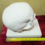 Гіпсова скульптура черепа в натуральну величину ( Авторська робота), фото №3