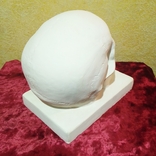 Гіпсова скульптура черепа в натуральну величину ( Авторська робота), фото №5