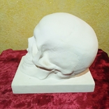 Гіпсова скульптура черепа в натуральну величину ( Авторська робота), фото №7