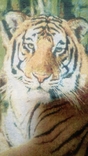 Tapestry "Tiger" 0.46 * 0.46cm. New. 2pcs per lot, photo number 4