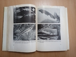 Aquarienfische (Аквариумная рыбка). Cтерба Г. 1972 г., фото №5