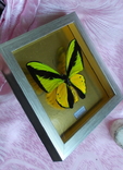 Бабочка в рамке Papilio goliath Новая Гвинея, фото №5