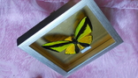 Бабочка в рамке Papilio goliath Новая Гвинея, фото №6