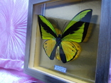 Бабочка в рамке Papilio goliath Новая Гвинея, фото №7