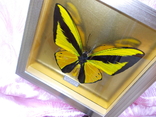 Бабочка в рамке Papilio goliath Новая Гвинея, фото №8