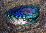 Сережки з перламутром Purple Paua Shell, фото №11