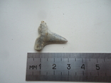 Скам'янілий зуб акули.60 мільйонів років., фото №4