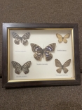 Коллекция бабочек, фото №2