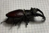 Великий жук- рогач, фото №3
