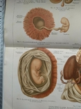 К.9.23.Дореволюционная таблица Эмбриональное развитие человека Анатомия Медицина, фото №4