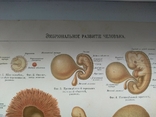 К.9.23.Дореволюционная таблица Эмбриональное развитие человека Анатомия Медицина, фото №6