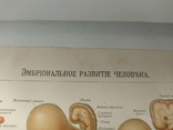 К.9.23.Дореволюционная таблица Эмбриональное развитие человека Анатомия Медицина, фото №9