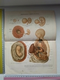 К.9.23.Дореволюционная таблица Эмбриональное развитие человека Анатомия Медицина, фото №2