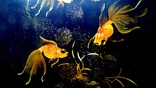 Картина Золоті рибки. Дошка чорно-лакова, дерево, ручний розпис, В'єтнам., фото №10