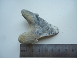 Скам'янілий зуб акули. (у зв'язку з невикупом), фото №2