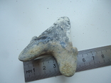 Скам'янілий зуб акули. (у зв'язку з невикупом), фото №3