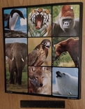 Альбом карт про животных, фото №3