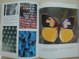 Книга о бабочках, фото №5