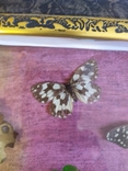 Картина с бабочками 49х30см, фото №11