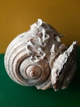 Мушля (ракушка) з Тіренського моря лот №6, фото №4