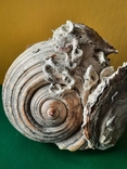Мушля (ракушка) з Тіренського моря лот №6, фото №2