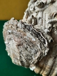 Мушля (ракушка) з Тіренського моря лот №6, фото №9