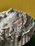 Мушля (ракушка) з Тіренського моря лот №6, фото №10