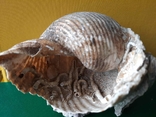 Мушля (ракушка) з Тіренського моря лот №6, фото №11