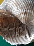 Мушля (ракушка) з Тіренського моря лот №6, фото №13