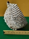 Мушля (ракушка) з Тіренського моря лот №7, фото №9