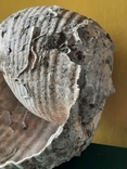 Мушля (ракушка) з Тіренського моря лот №7, фото №11