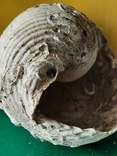 Мушля (ракушка) з Тіренського моря лот №7, фото №12