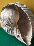 Мушля (ракушка) з Тіренського моря лот №7, фото №13