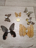 Метелики, фото №4