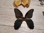 Метелики, фото №6