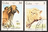 Коровы, Куба 1984, фото №2