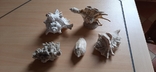 Ракушки морские разные 4 шт. + коралл, фото №2
