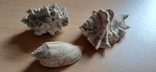 Ракушки морские разные 4 шт. + коралл, фото №6