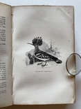 Природнича історія. Gilbert White. The Natural History of Selborn, London 1854, гравюри, фото №2
